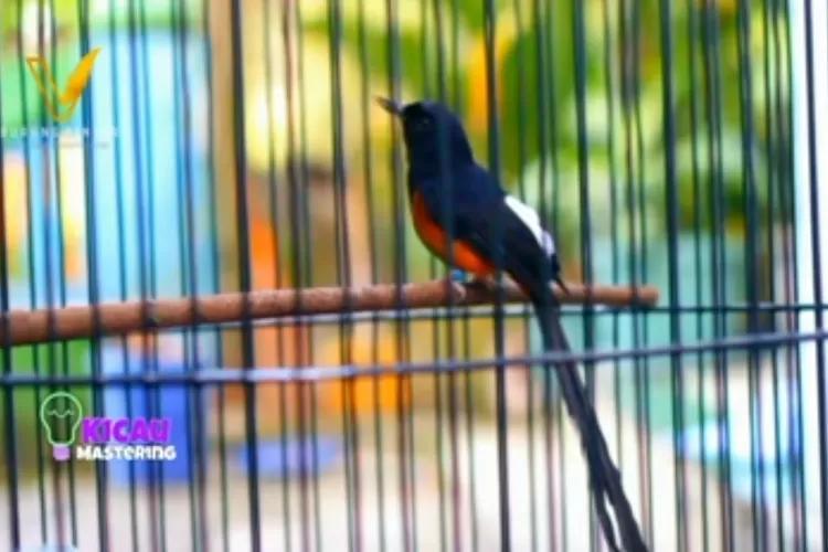 Daftar Gacor: Tips Ampuh Agar Burung Cepat Gacor