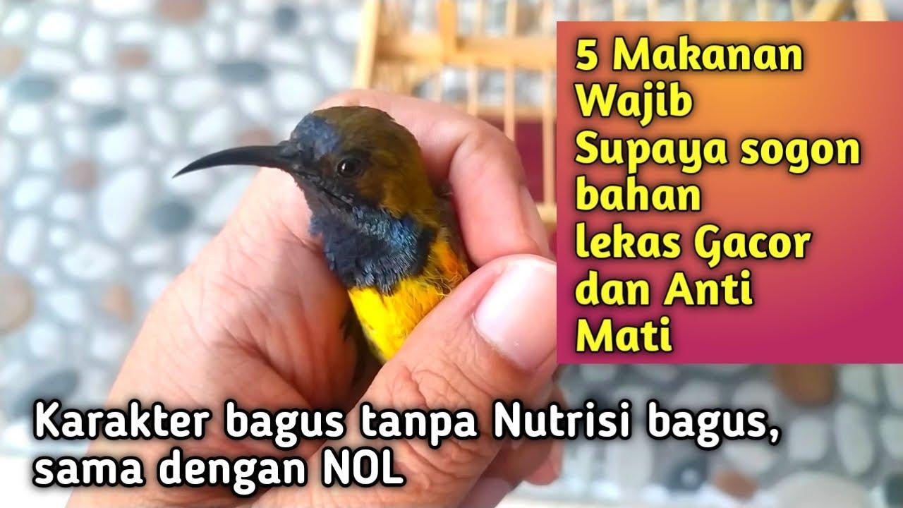 Daftar Gacor: Tips Ampuh Agar Burung Cepat Gacor